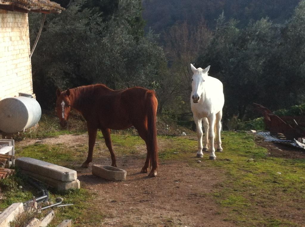 Agriturismo Villa Gabbiano Capodacqua  Luaran gambar